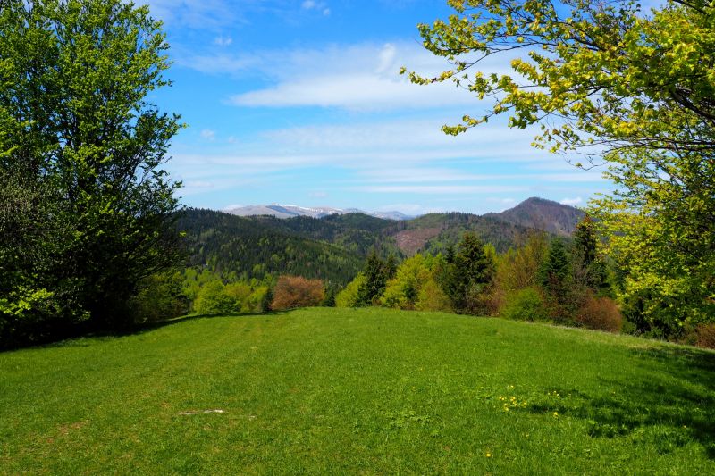 Increase Your Land Clearing Business with an AI Driven, Targeted Website