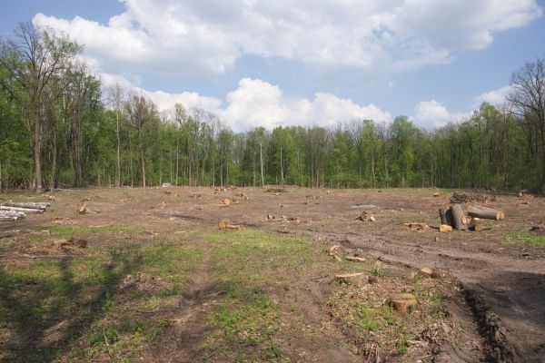 Cost of Pasture Clearing in Zionsville