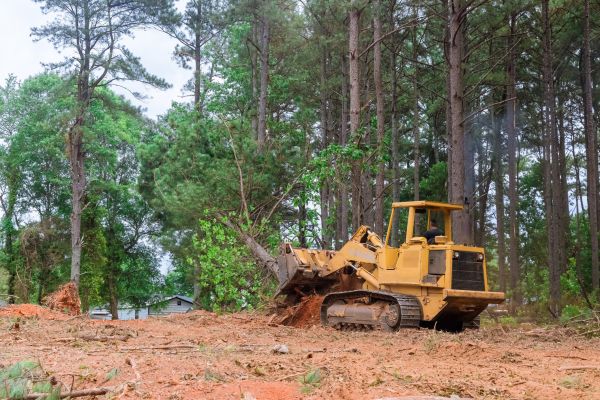 Cost of Forest Thinning in Zionsville