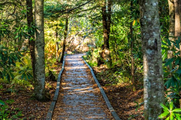 Cost of Trail Clearing in Zionsville