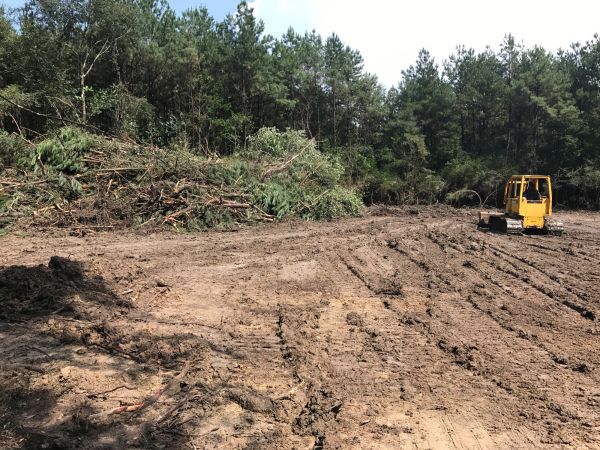 Cost of Thicket Clearing in Zionsville